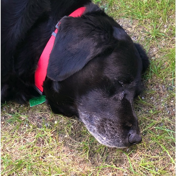 Meet your Posher, Sharon - Picture 1 of 1